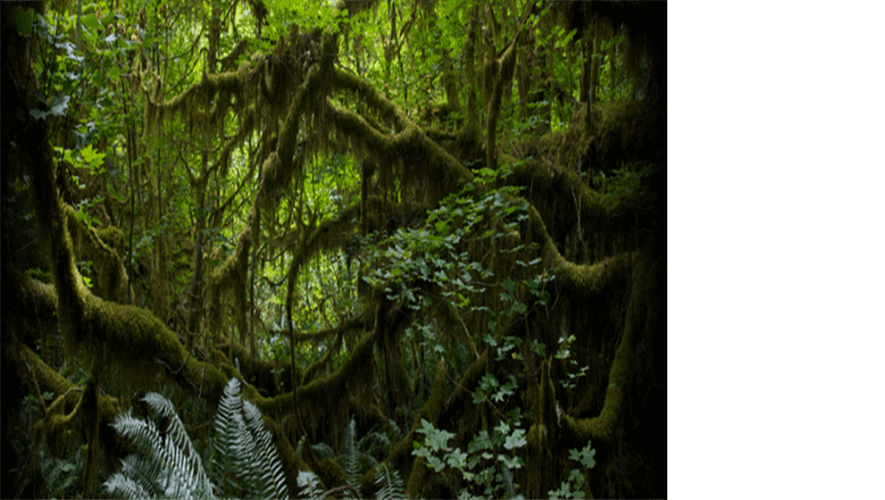 Animovaný text pohybující se přes pozadí deštného pralesa