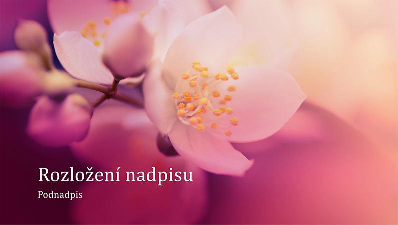 Prezentace s přírodním motivem třešňového květu (širokoúhlý formát) Prezentace s přírodním motivem třešňového květu (širokoúhlý formát)