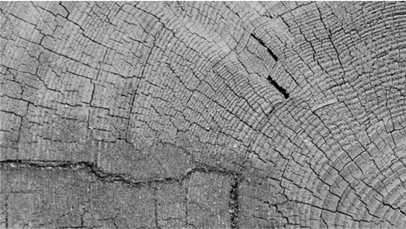LinkedIn-Banner mit Naturmotiven LinkedIn-Banner mit Naturmotiven