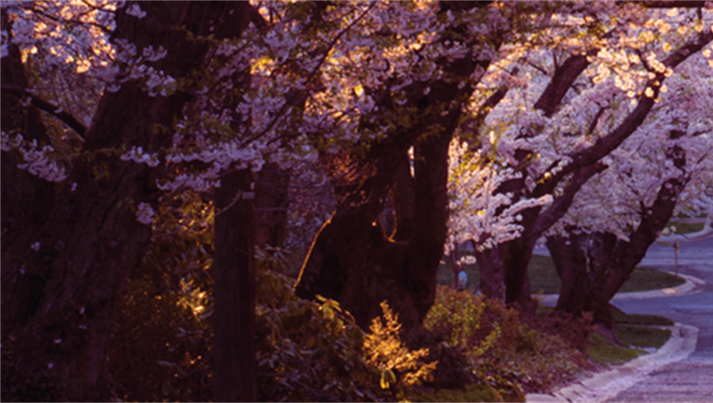 LinkedIn-Banner mit Landschaftsmotiven LinkedIn-Banner mit Landschaftsmotiven