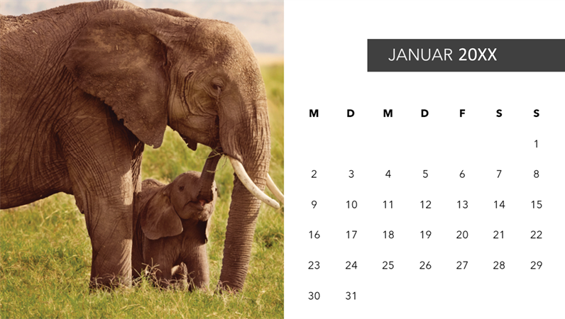 Fotokalender mit süßen Tieren Fotokalender mit süßen Tieren