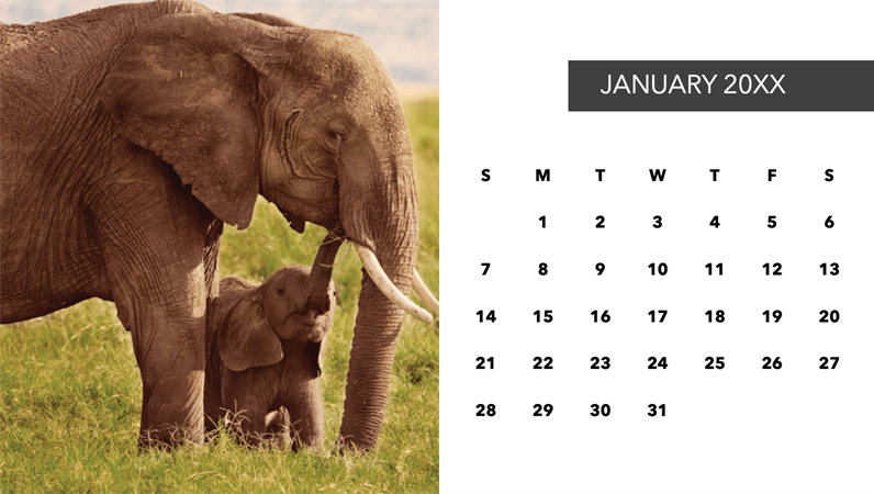 Cute animals photo calendar Cute animals photo calendar