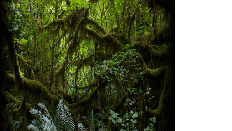 Texto animado que se desplaza sobre un fondo de un bosque húmedo Texto animado que se desplaza sobre un fondo de un bosque húmedo