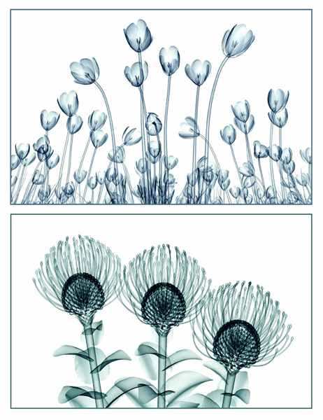Tarjetas de felicitación de imágenes florales (5 tarjetas, 1 por página) Tarjetas de felicitación de imágenes florales (5 tarjetas, 1 por página)