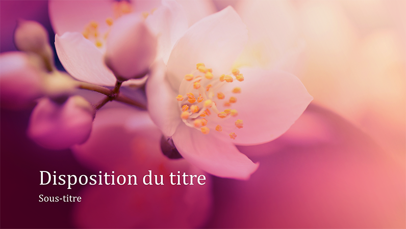 Présentation nature Fleur de cerisier (grand écran) Présentation nature Fleur de cerisier (grand écran)