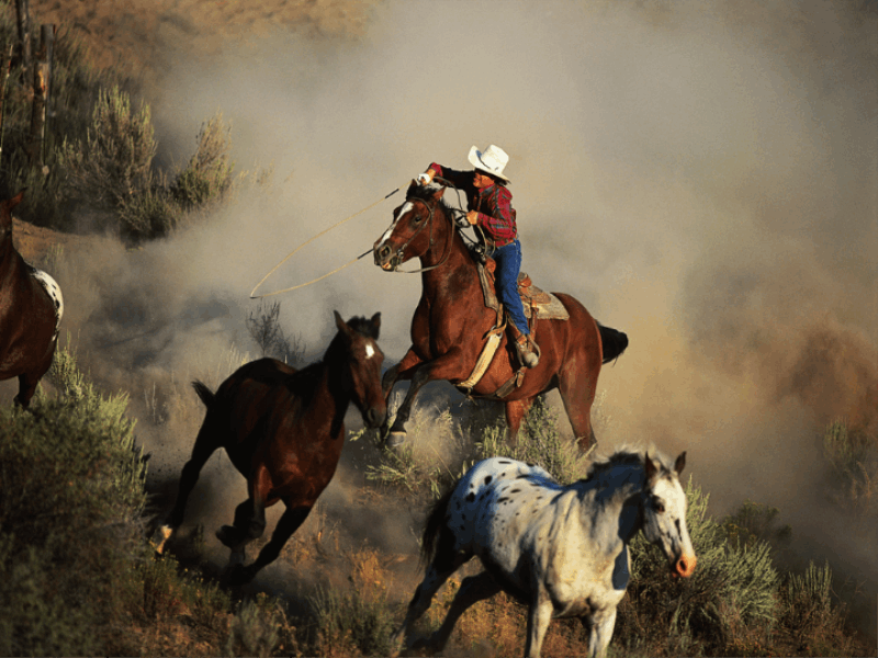 Thème désert - Cowboy en action