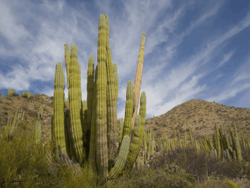 Thème désert - Cactus