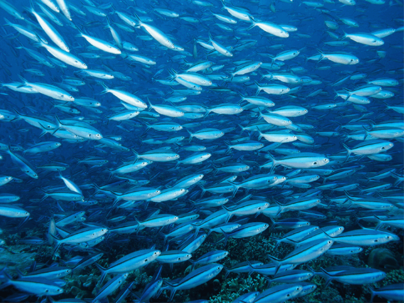 Thème mer - Banc de poissons