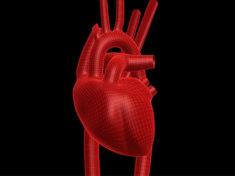 Thème santé - Anatomie coeur gros plan