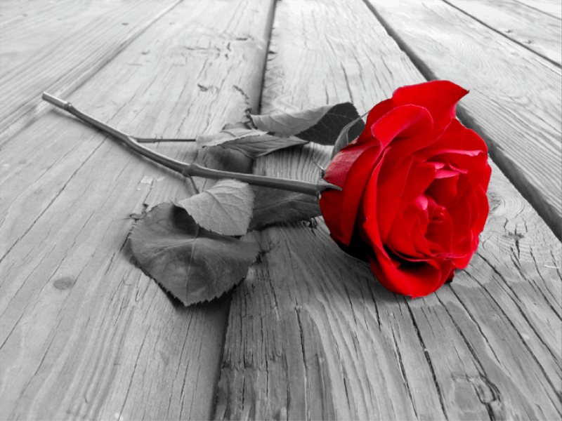 Thème Saint Valentin - Rose fatale
