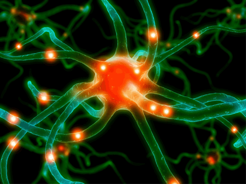 Thème santé - Anatomie neurones complexes