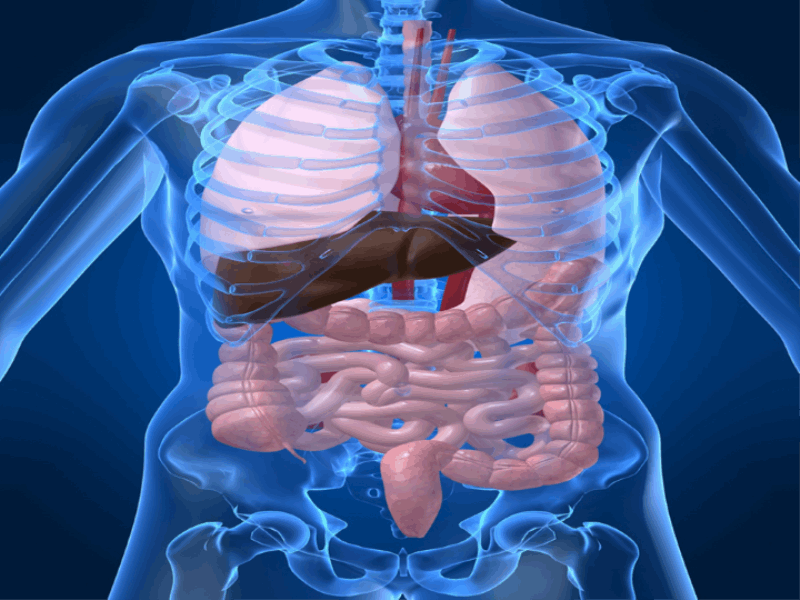 Thème santé - Anatomie abdomen