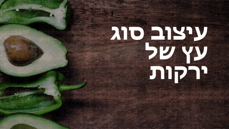 הפקת עיצוב הפקת עיצוב