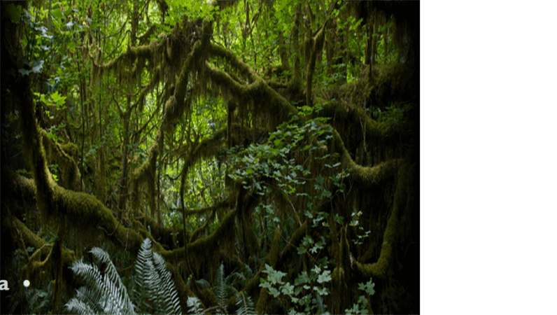 Animirani tekst koji prelazi preko pozadinske slike prašume