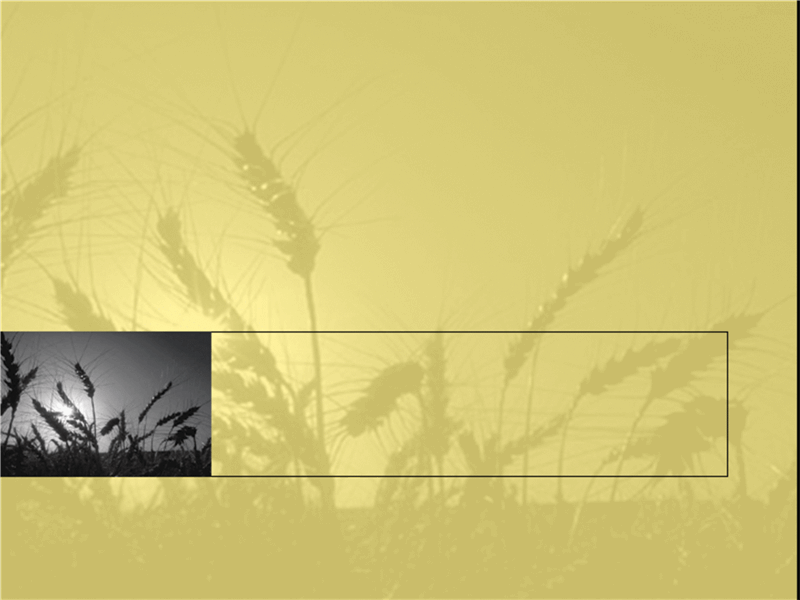 Predložak dizajna polja pšenice