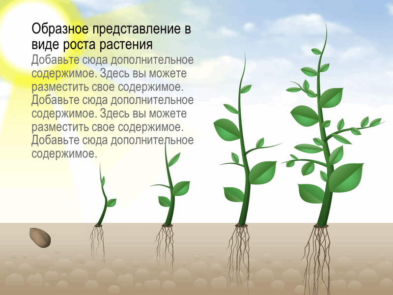 Рисунок "Этапы роста растения"