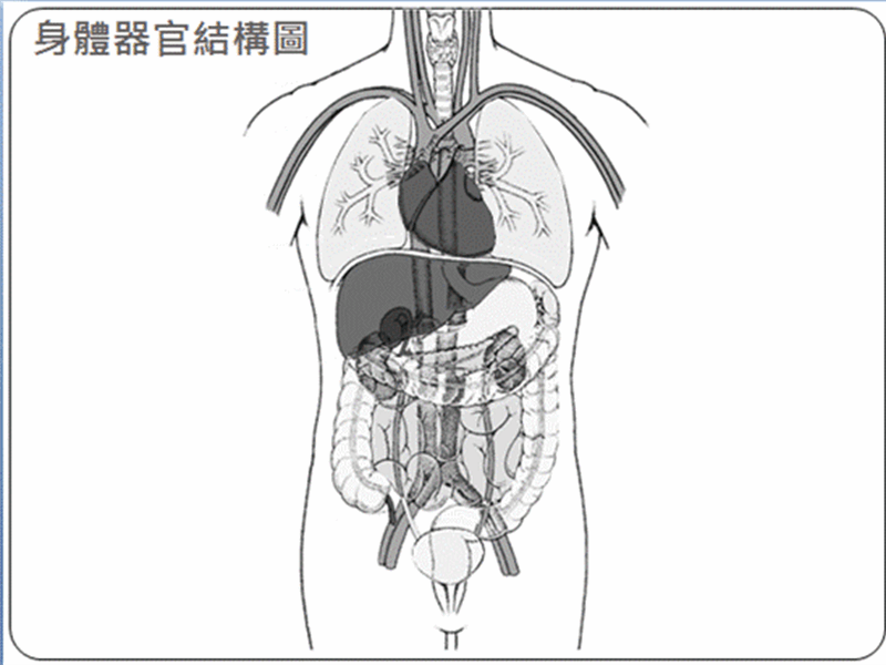 身體器官結構圖